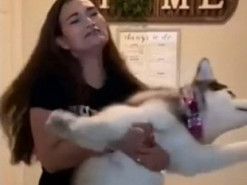 Ненавидящий купание хаски заставил смеяться интернет