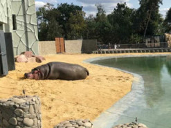 Харьковский зоопарк сообщил о мошенниках, собирающих деньги на спасение животных