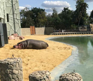 Харьковский зоопарк сообщил о мошенниках, собирающих деньги на спасение животных