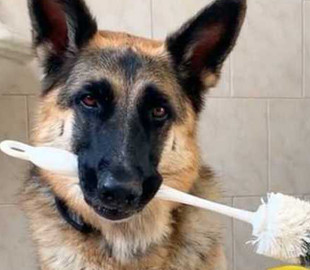 Сеть покорила немецкая овчарка, выполняющая домашнюю работу