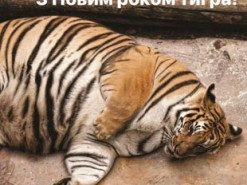 Новогоднюю ночь не помню: появились яркие фотожабы про встречу 2022 года