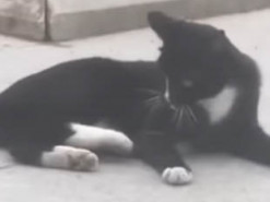 Мышь спряталась под животом у кота. Видео с "реальными Томом и Джерри" стало хитом