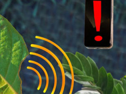 Со смартфоном на грядке: наносенсоры в листьях предупредят о стрессе растений