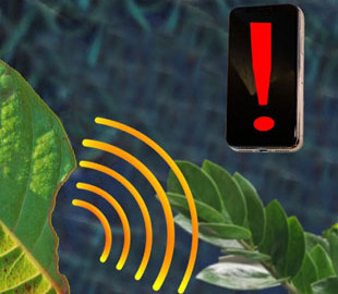 Со смартфоном на грядке: наносенсоры в листьях предупредят о стрессе растений