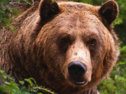 Наглый медведь оставил собак без еды