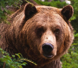 Наглый медведь оставил собак без еды
