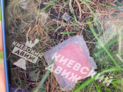 На вулицях Києва труять щурів: що потрібно знати власникам собак