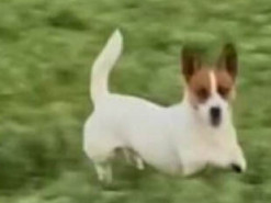 Собака подражала кенгуру: прыжки пса по цветочному лугу рассмешили Сеть