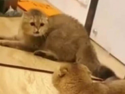 «Шайтан-зеркало»: Реакция кота на свое отражение бьет рекорды по просмотрам в Сети