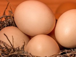 Тайна яйца раскрыта: владельцем рейтинговой Instagram-страницы оказался интернет-магазин