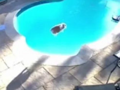 Кролик прыгнул "бомбочкой" в бассейн и напугал хозяйку