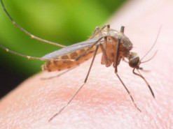 План Google зі знищення комарів працює: переносників інфекцій стало менше