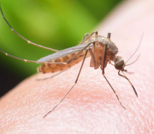 План Google зі знищення комарів працює: переносників інфекцій стало менше