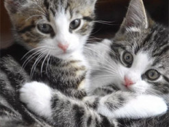 В Сумах подростки выбросили котят в колодец и выставили видео в соцсетях