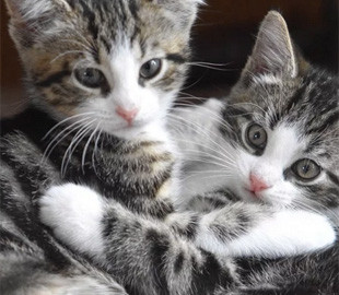 В Сумах подростки выбросили котят в колодец и выставили видео в соцсетях