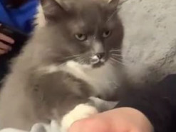 Пушистая кошка потребовала от хозяина ласки и попала на видео