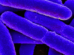 Такого ещё не было: немцы создали живые батарейки