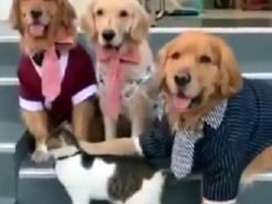 Кот испортил собачьему семейству фотографию