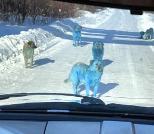 "Идеальный камуфляж": разноцветные собаки в России насмешили сеть