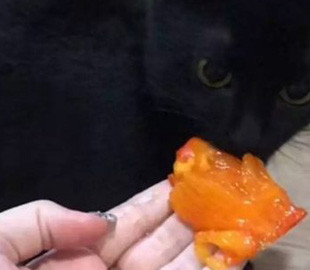 «Выглядит довольным»: Кот с жадностью поглощал хурму