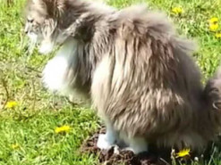 Кот нашел забавный способ отомстить улизнувшему от него кроту