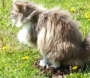 Кот нашел забавный способ отомстить улизнувшему от него кроту