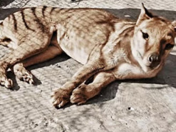 В Сеть попали уникальные цветные кадры с последним тасманийским тигром, вымершим 85 лет назад