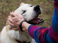 В Японии создают нейрокомпьютерный интерфейс для общения людей и животных