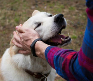 В Японии создают нейрокомпьютерный интерфейс для общения людей и животных