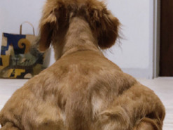 Пес стал героем смешных фотожаб: все из-за того, что он похож на бодибилдера