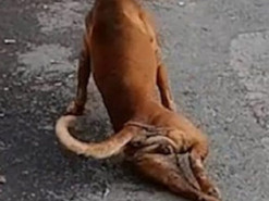 Собака придумала креативный способ попросить еду