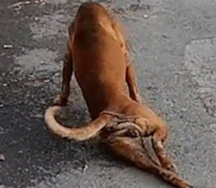 Собака придумала креативный способ попросить еду