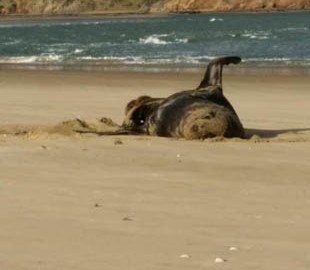 В Новой Зеландии у тюленя нашли флешку с фотографиями туристов