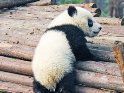 Настойчивая панда, любящая обнимашки, стала звездой Сети