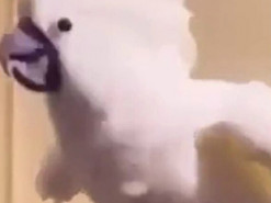 Попугай показал, как надо «зажигать» под любимую музыку и стал звездой Сети