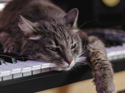 Сеть насмешил кот напуганный звуками пианино