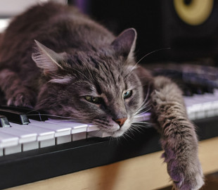 Сеть насмешил кот напуганный звуками пианино