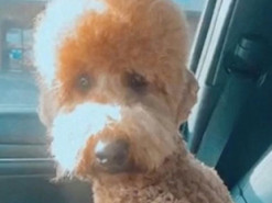 Собака обиделась на хозяйку и объявила бойкот из-за неудачной стрижки – видео повеселило сеть