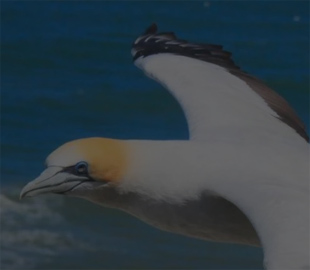 Новий штам пташиного грипу знищує диких птахів, людям потрібно остерігатися – FT