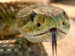 Що робити, якщо вкусила змія - МОЗ