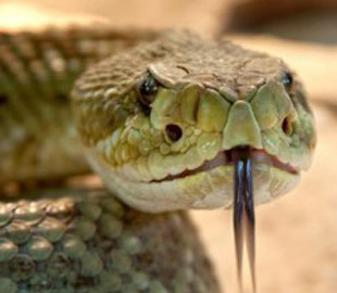 Що робити, якщо вкусила змія - МОЗ