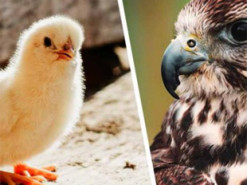 «Сейчас как клюну!»: домашняя курица вступила в битву с ястребом и спасла цыпляток