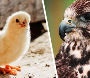 «Сейчас как клюну!»: домашняя курица вступила в битву с ястребом и спасла цыпляток