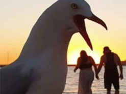 Чайки завадили фотосесії пари з Австралії