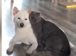 Чудесная парочка: нежности кота и собаки растрогали Сеть