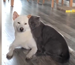 Чудесная парочка: нежности кота и собаки растрогали Сеть