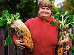 У господарів на Волині вродили буряки-гіганти (Фото)