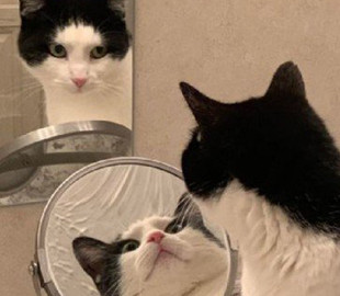 Отражение кошки в зеркале поставило сеть в тупик
