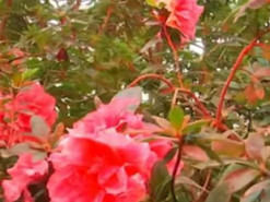 Унікальна колекція тропічних рослин в ботсаду Києва може загинути: павільйони немає чим обігріти