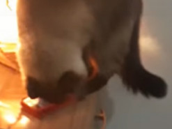 Кот каждое утро выключал будильник, чтобы его хозяйка могла подольше поспать